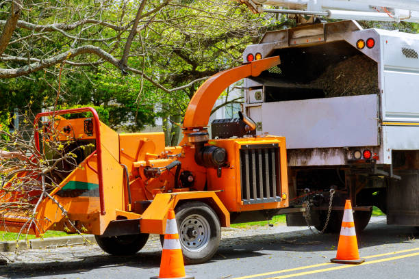 Tree and Shrub Care in West Swanzey, NH